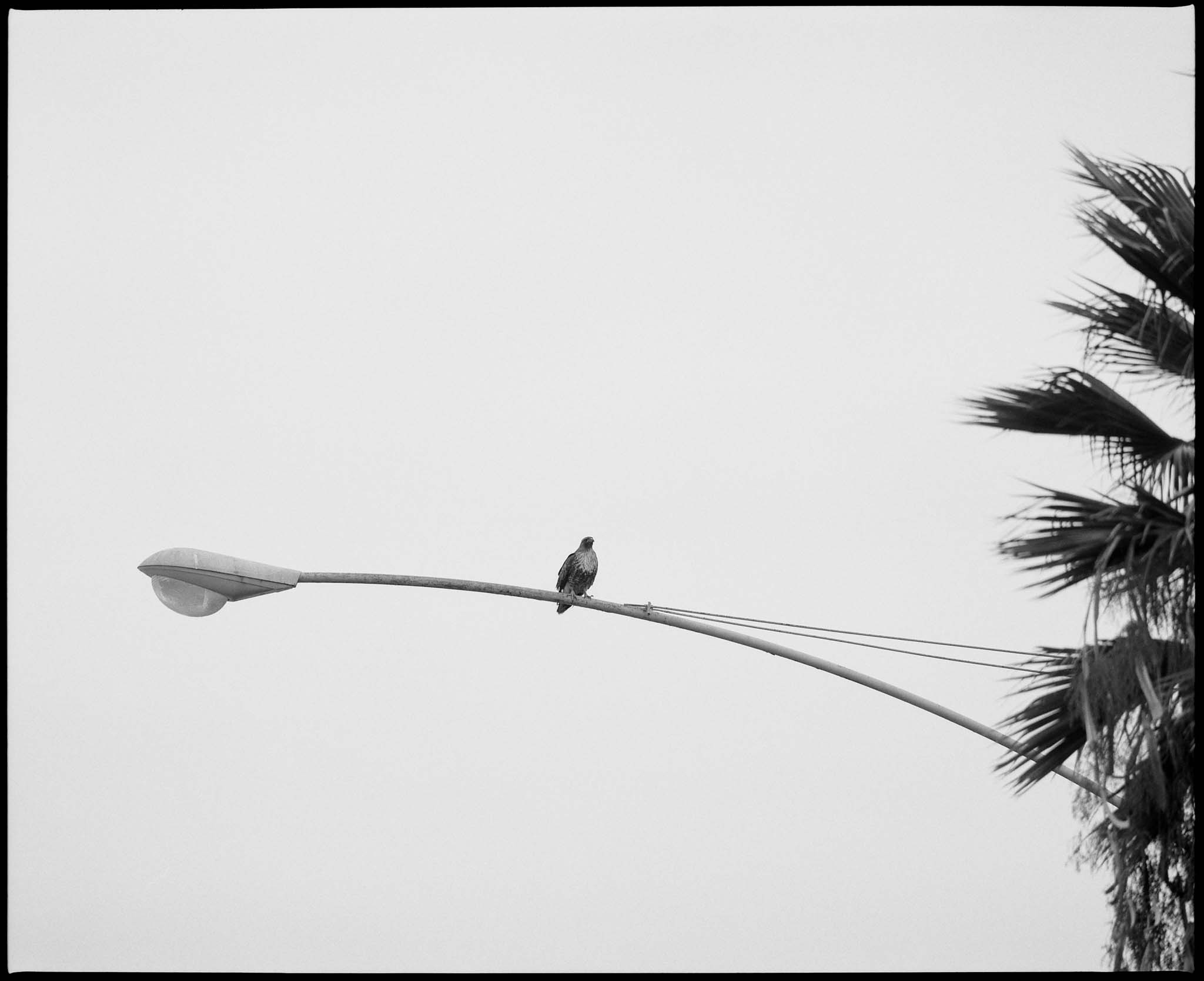 Covid Series — image 6